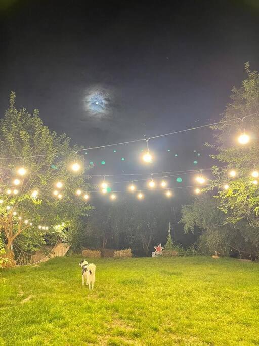Casa Din Povesti In Mijlocul Naturii! Arad Exterior foto